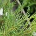 thumbnail image 4 of Brighter Blooms - Skyrocket Juniper, 3-4 ft. - No Shipping to AK, AZ, CA, HI, 4 of 9