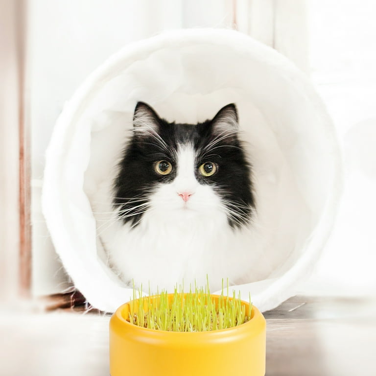 Cat Catnip Plants Box Hydroponic Planting Box Soilless Catnip Planting Box Catnip Box
