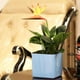 thumbnail image 3 of Arrancador de plantas suculentas de riego automático con indicador de nivel de agua para interior y exterior, 150yellowGarden esquí esquí Gafas de esquí, 3 of 5