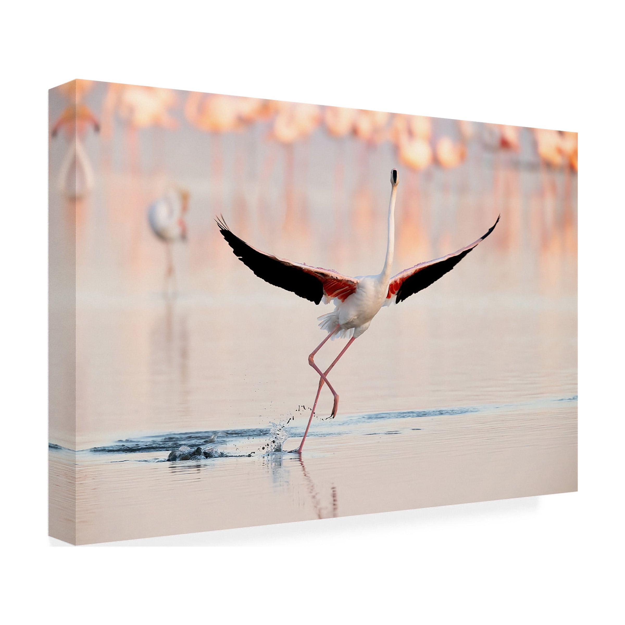 Trademark Fine Art Joan Gil Raga Flamingo Dancing Canvas Wall Art