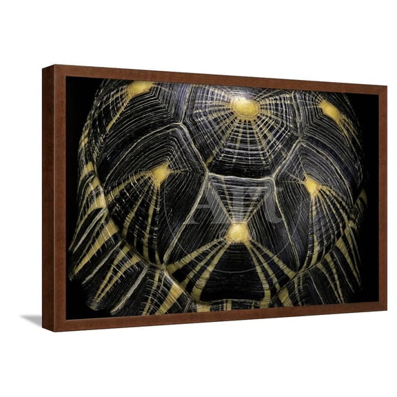Geochelone Radiata Radiated Tortoise, Animals Framed Art Print Wall Art by Paul Starosta Sold by Art.Com