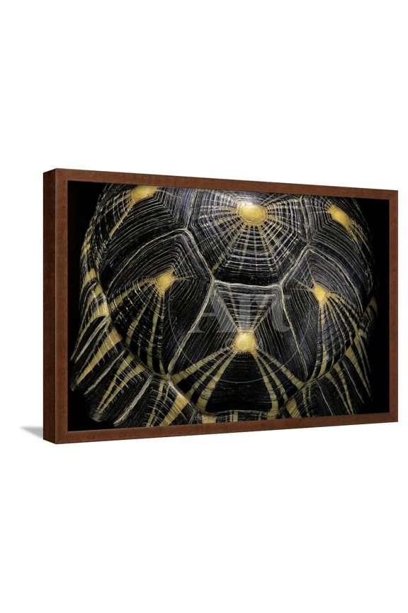 Geochelone Radiata Radiated Tortoise, Animals Framed Art Print Wall Art by Paul Starosta Sold by Art.Com