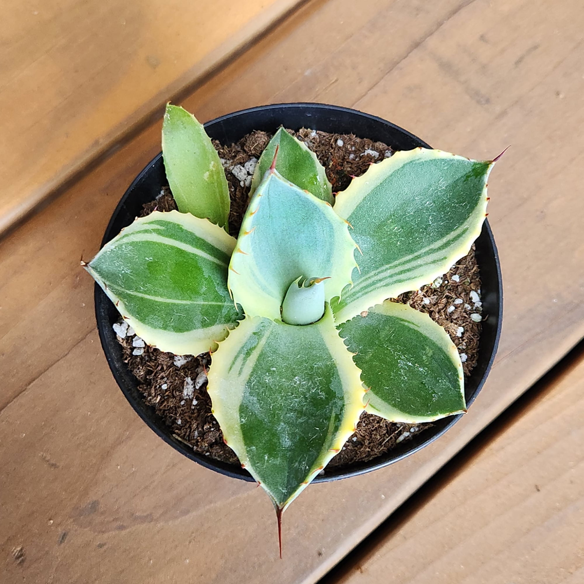 Altman Plants Variegated Agave 'Orizaba' Uncommon & Unique Succulent in 3.5" Grower Pot