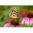 thumbnail image 2 of Day, Richard and Susan 32x23 Gold Ornate Wood Framed with Double Matting Museum Art Print Titled - Painted Lady (Vanessa cardui) on Purple Coneflower -Marion County-Illinois, 2 of 4