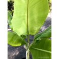 Musa Manzano, Cold Hardy Banana Tree, Live Plant, Fruit Tree