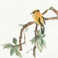 thumbnail image 2 of Black Napped Oriole Poster Print by Chris Paschke (12 x 12), 2 of 2
