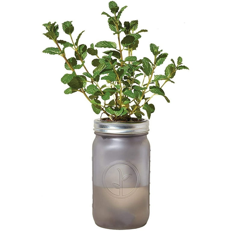 Modern Sprout Garden Jar (Mint)