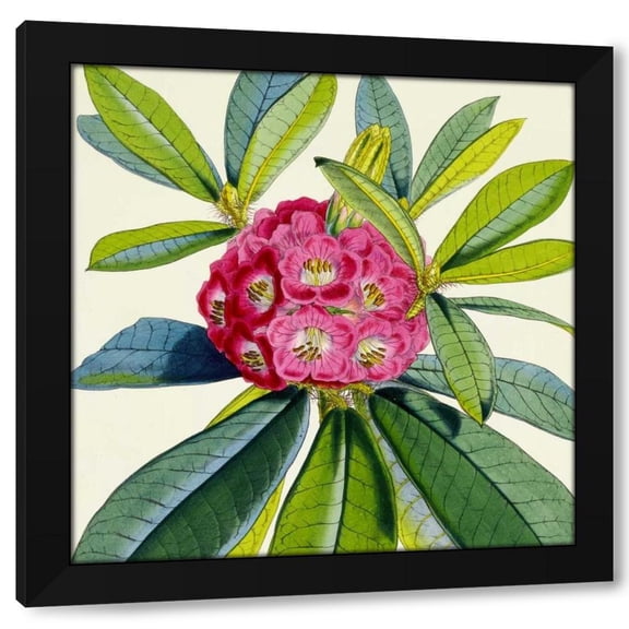 Joseph Dalton Hooker 12x12 Black Modern Wood Framed Wall Art Titled - Rhododendron Barbatum Flower