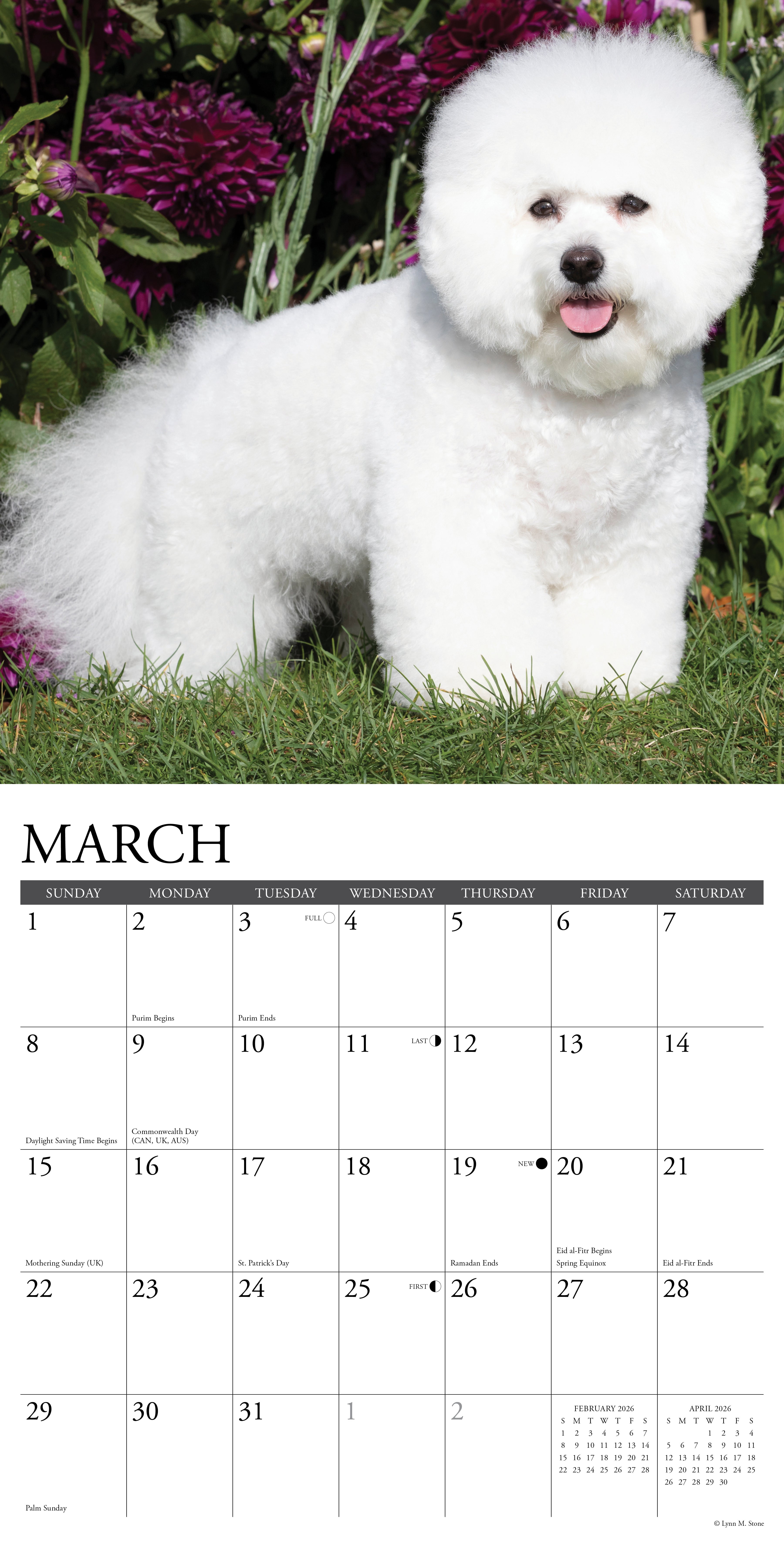 Bichon Frises 2026 Wall Calendar, (Paperback)