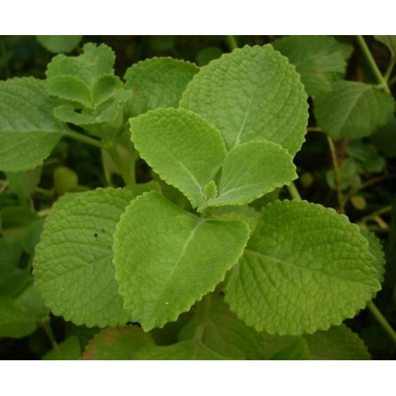 Set 3 Cuban Oregano Plants 4-6" Tall for Planting, Green Oregano, Mexican Mint, Spanish Thyme, Well Rooted Plants, Herbs, Houseplants - No Pot
