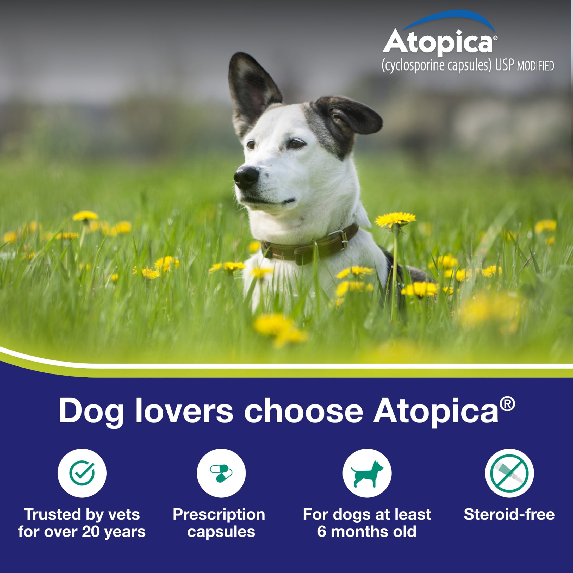 Atopica Dog Atopica | Dermatitis Treatment | Itch Relief for Dogs | Oral Capsules | 10 mg