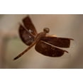 thumbnail image 2 of Berzel, Erin 18x13 White Modern Wood Framed Museum Art Print Titled - Dragonfly I, 2 of 4