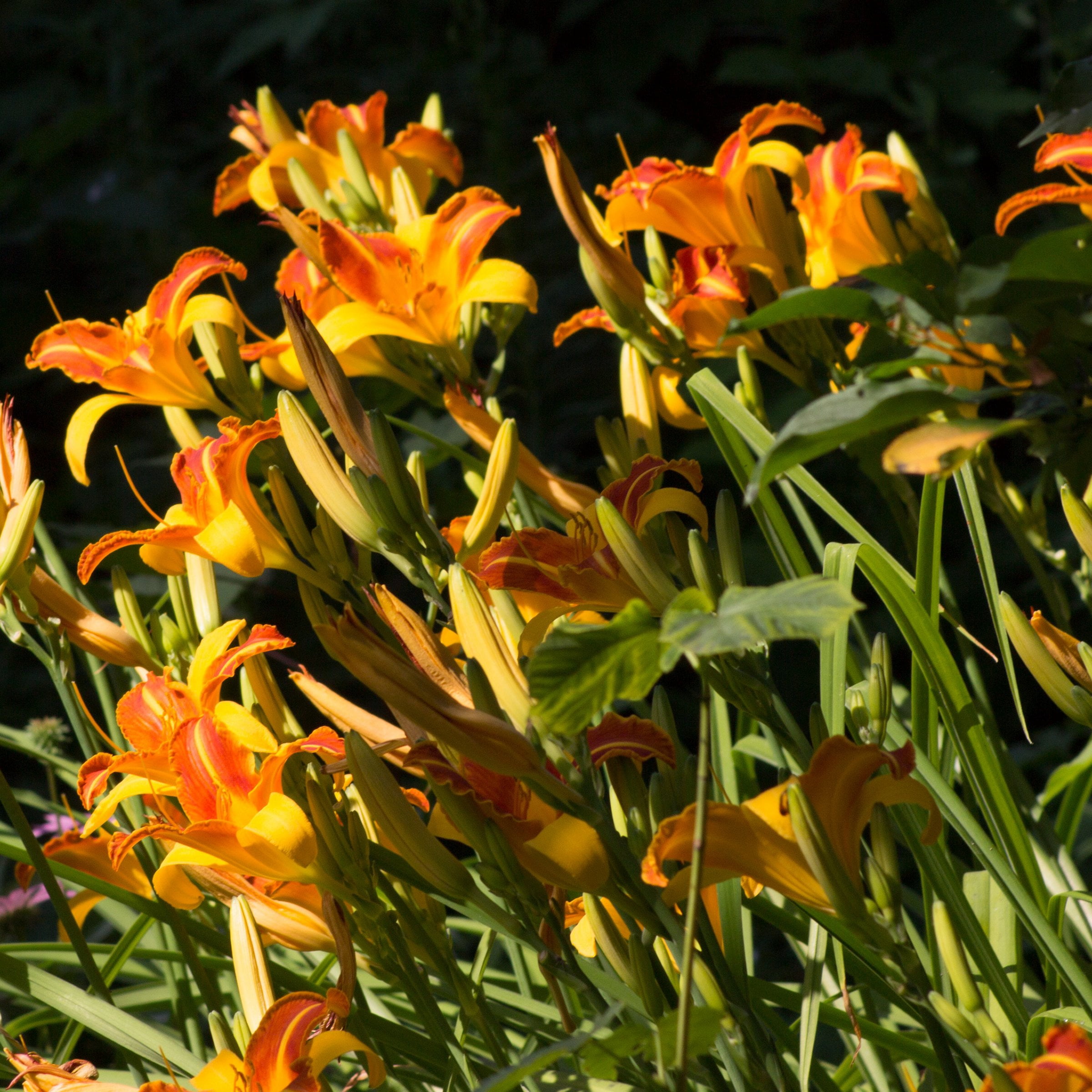 National Plant Network 1 gal. Daylily Frans Hals Perennial Plant (4-Pack)