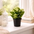 thumbnail image 5 of Kalanchoe Calandiva Live Succulent Plant in 4 Inch Pot, Flowering Indoor Plant, Potted Houseplant for Home or Office, 5 of 5