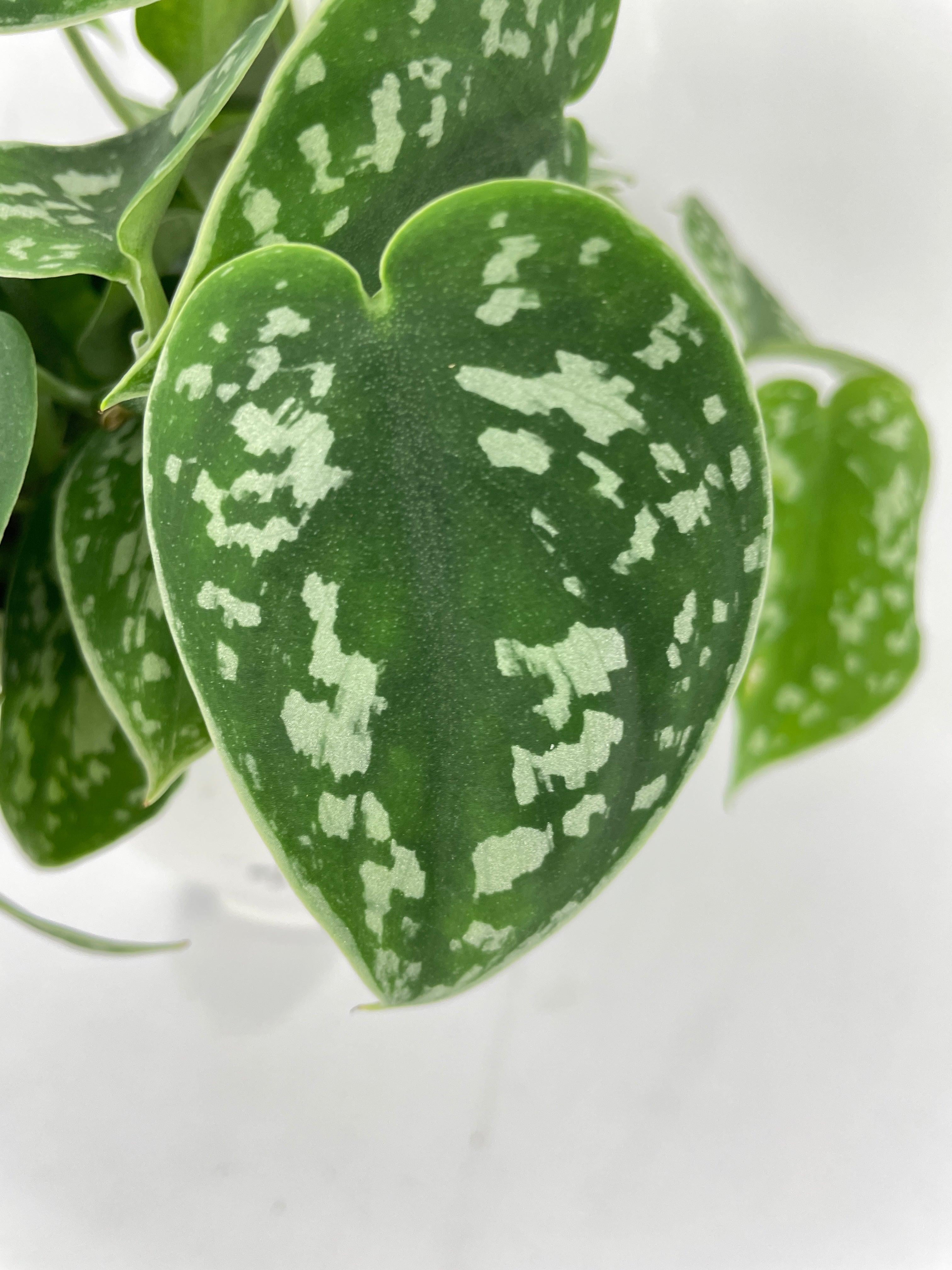 Scindapsus Pictus 'Argyraeus' Satin Pothos - Live Air-Purifying Indoor Plant in Nursery Pot – Easy Care, Low Maintenance Houseplant for Home & Office Decor, Natural Air Cleaner, Best for Beginners