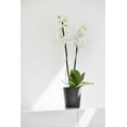 thumbnail image 3 of Ecopots Morinda Durable Modern Round Indoor/Outdoor Recycled Based Composite Orchid Flower Planter, Dark Grey, 5.5", 3 of 4