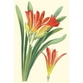 thumbnail image 3 of Step, Edward 13x18 Black Modern Framed Museum Art Print Titled - Striking Lilies III, 3 of 5