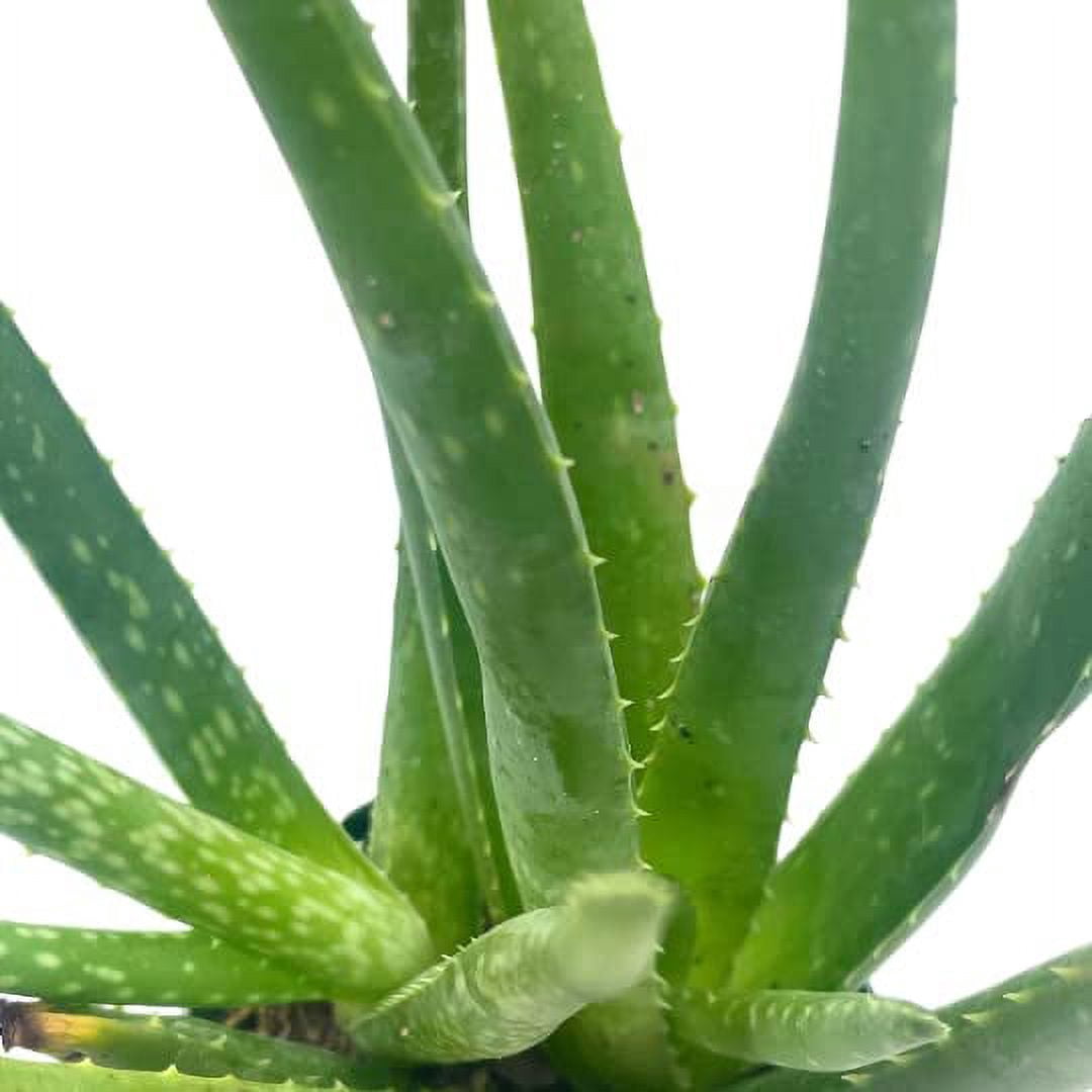 agave americana frost Super Blue Agave Americana, Century Plant