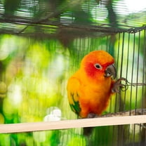 Baluue Parrot Perch Multi 4Set Wood Bird Sticks For Cage