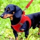 thumbnail image 2 of Chaleco de malla transpirable pequeño Joytale para perros, color rojo M, 2 of 6