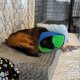 thumbnail image 2 of Pet Recovery Collar Adjustable Soft Dog Cone Collar Lightweight Breathable After Surgery Protection Collar Pet Supply, 2 of 5