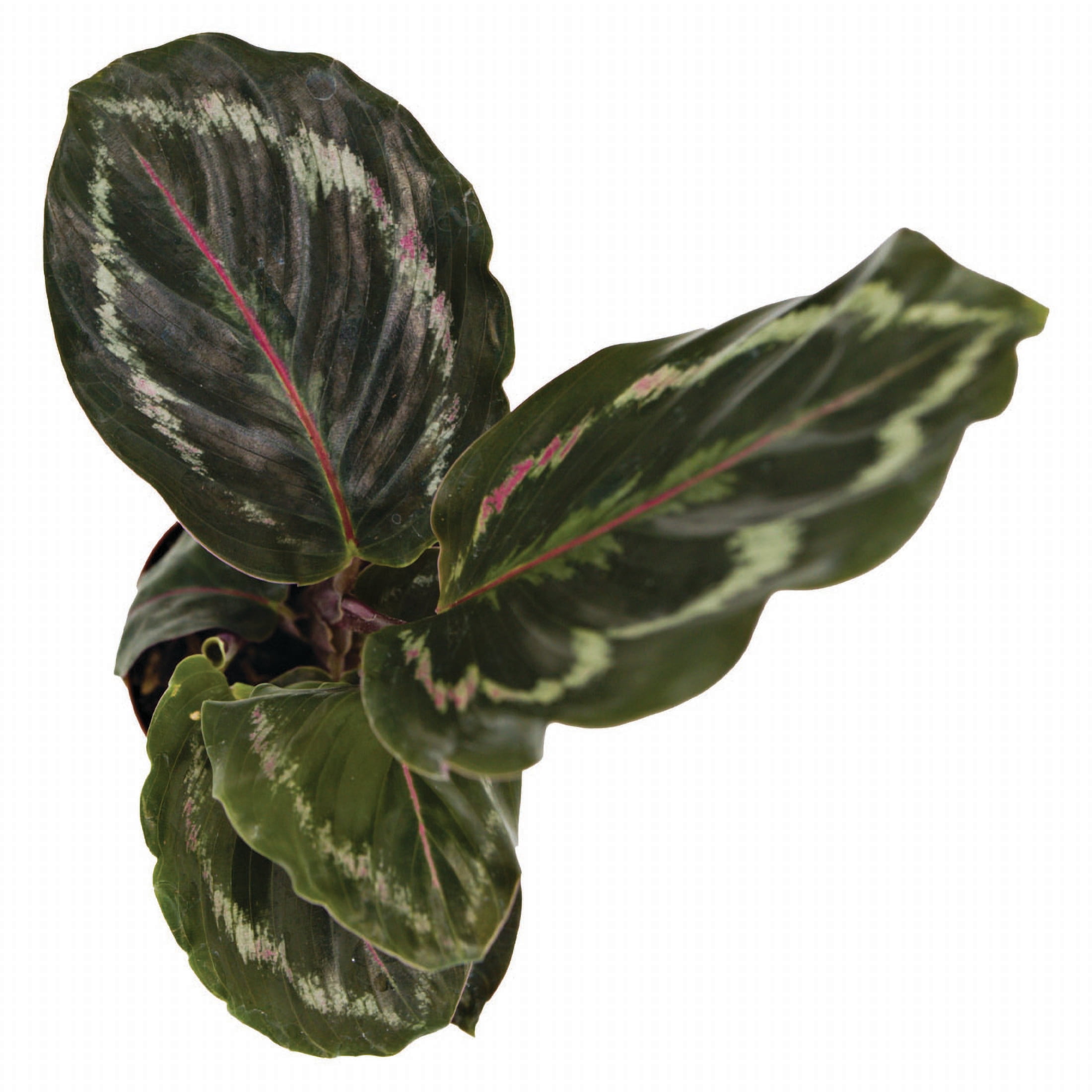ReptiCulture Assorted Calathea Tropical 2" Pot 3 pk