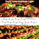 thumbnail image 5 of Luces navideñas JXLEDAYY 500 LED, 60 m, resistentes al agua, 8 modos, 5 of 8