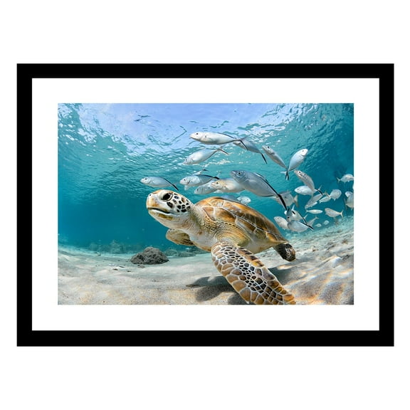 TURTLE BEAUTY Framed Print