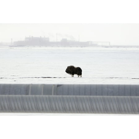 Musk Oxen Stands On Snowcovered Ground With The Central Compression Plant Facility In The Background On The North Slope Prudhoe Bay Arctic Alaska Spring Canvas Art - Sandee Rice Design Pics (19 x 12)