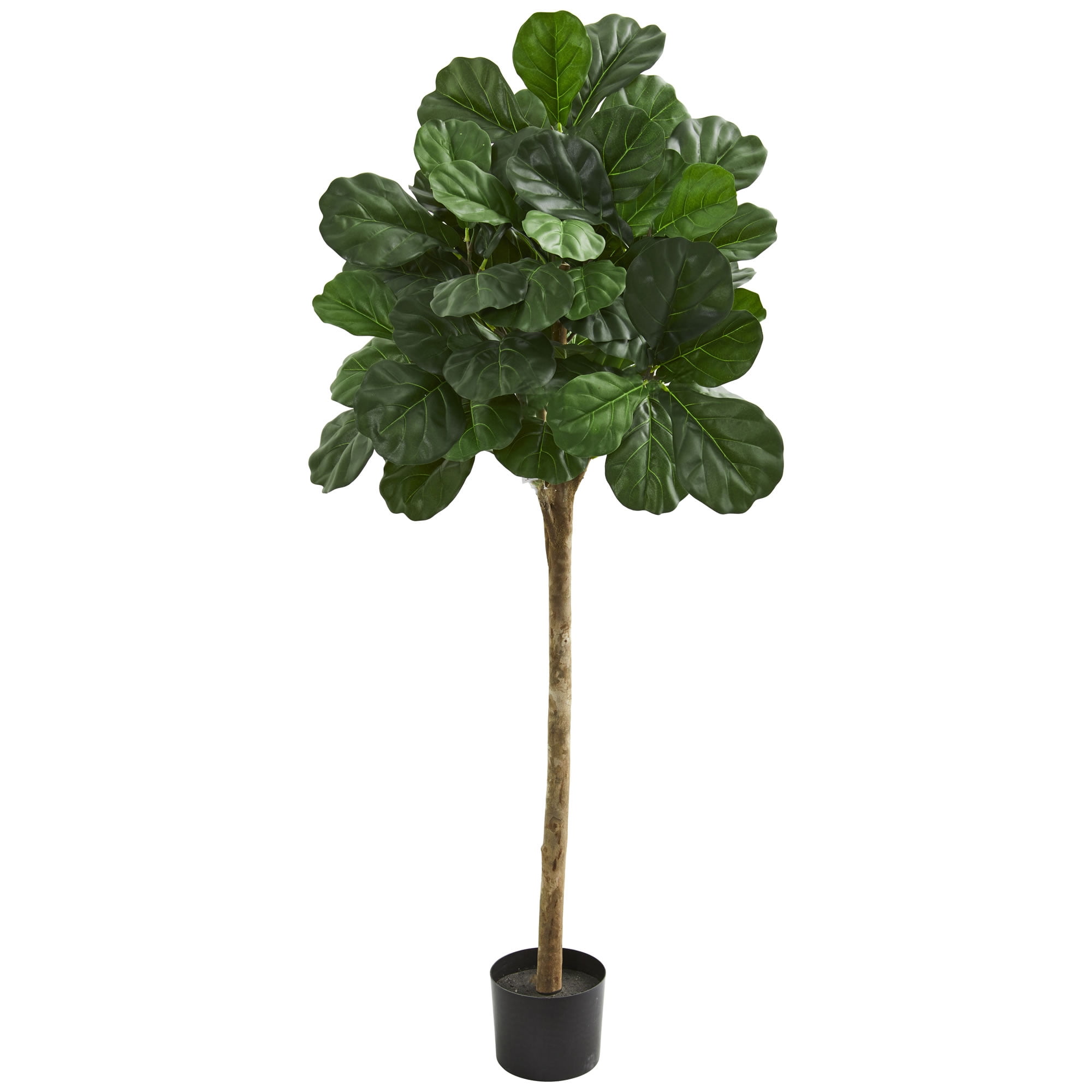 fiddle leaf fig tree fiddle leaf fig tree