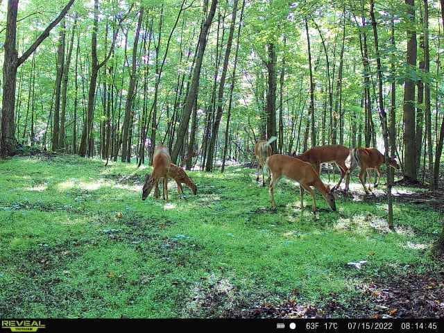 Pure Whitetail Shady Patch forage Plant Seeds, Low Light