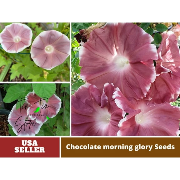 30  Rare Seeds-Chocolate morning glory Seeds #F012- Authentic Seeds-Flowers-Rose seeds-Herb seeds-Vegetable Seeds-Mix Seeds for Plant-B3G1