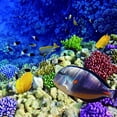 thumbnail image 3 of kusrkot Aquarium Fond Affiche Réservoir Papier Peint Décor Monde de la Mer 76x56cm, 3 of 9