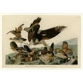 thumbnail image 2 of Audubon, John James 14x11 Black Ornate Wood Framed with Double Matting Museum Art Print Titled - Virginian Partridge, 2 of 4