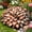Brown, variant on Midnight Blue Hostas for Planting-(Non-Artificial)-Easy to Grow & Quick Sprouting Ornaments