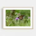 thumbnail image 2 of Monarch Butterfly on Thistle - York Pennsylvania Photography Butterfly Insect Nature Wildlife Floral Garden Scenic Unframed Wall Art Print 24 x 36 inches, 2 of 12