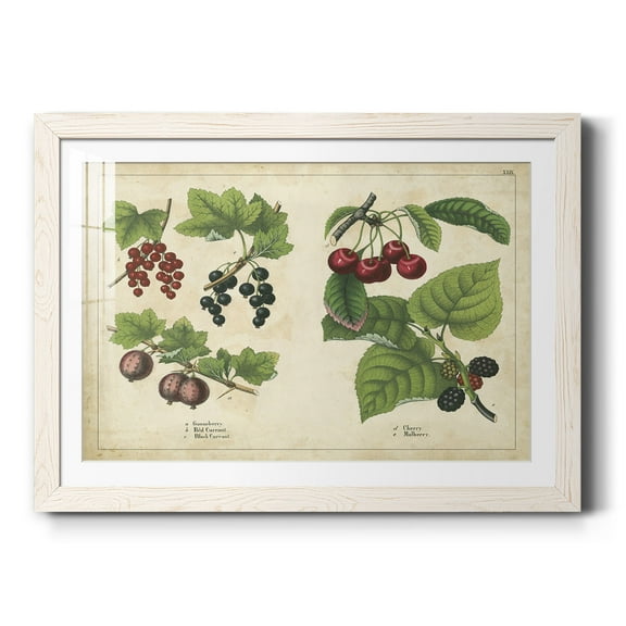Kitchen Fruits III-Premium Framed Print - Ready to Hang