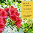 thumbnail image 5 of 2 Nova Zembla Rhododendron – Cold Hardy Flowering Evergreen Shrub with Large Cherry-Red Blooms for Privacy Screens & Hedges (Rhododendron hybrid ‘Nova Zembla’) in 3.5” Cubes, Live Plants, 5 of 9