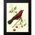 thumbnail image 2 of Cuvier, Georges 12x14 Black Modern Framed Museum Art Print Titled - Cuvier Exotic Birds V, 2 of 5