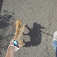 thumbnail image 2 of Amdohai 6.56ft Retractable Dog Leash Tangle-Free Dog Traction Rope Anti-Slip Handle Extendable Dog Leash for, 2 of 7