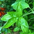 thumbnail image 4 of 1 Pot Basil Plant Live, Sweet Basil Live Plant, 2 Plants Per Pot, 4-6” Tall Fragrant Herb Plant, 4 of 6