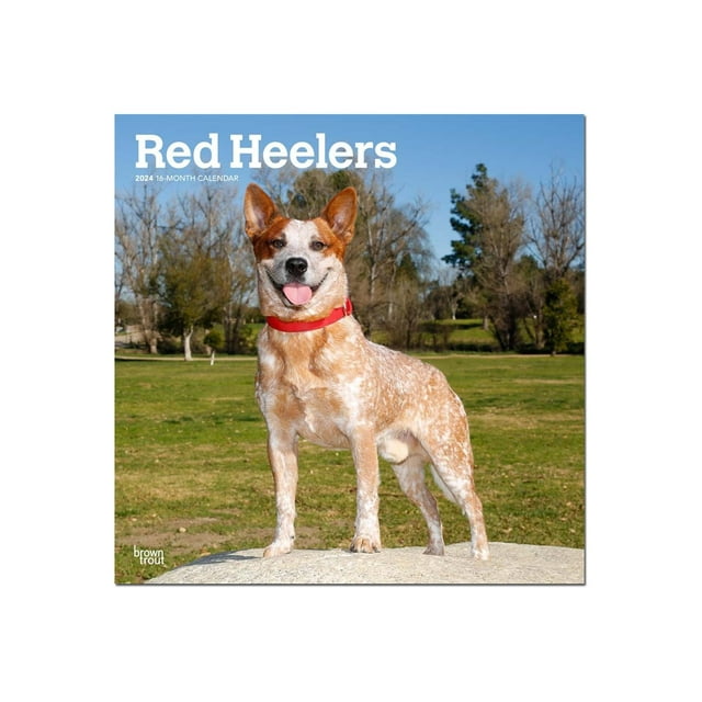BrownTrout 16month calendar wall mount 2024 red heelers
