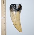 thumbnail image 2 of TYRANNOSAURUS REX T-Rex Dinosaur TOOTH CAST (Tooth REPLICA) 6o, 2 of 3
