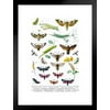 Hawkmoths Sphingidae and Other Moths of Europe Insect Wall Art of Moths and Butterflies butterfly Illustrations Insect Poster Moth Print Matted Framed Art Wall Decor 20x26
