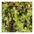 thumbnail image 2 of Planta de sombra clase B en maceta por pieza, 2 of 4