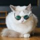 thumbnail image 3 of Gafas de sol para perros, gafas de protección UV, gafas de sol para gatos y perros, 3 of 4