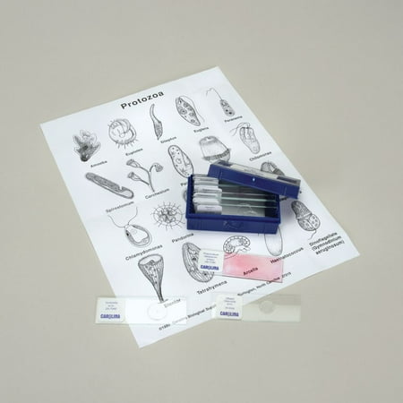 Protozoan Microscope Slide Set  Set Of 12 price history on PriceWatchPro