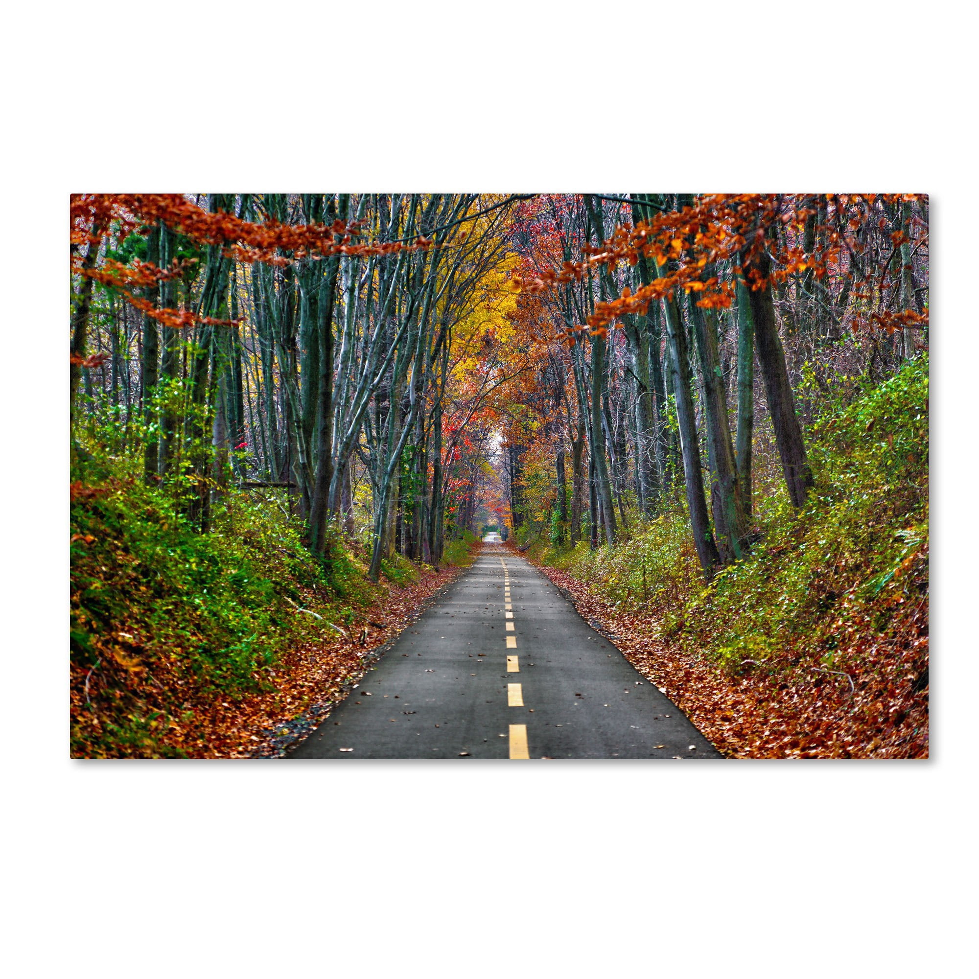 Trademark Fine Art "Paths" Canvas Art by CATeyes