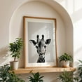 thumbnail image 5 of Baby Giraffe - Photography Animal Wildlife Black and White Minimalist Nature Portrait Surrealism Unframed Wall Art Print 5 x 7 inches, 5 of 60