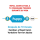 thumbnail image 3 of Alimento Croqueta Perro Cachorro Royal Canin Yorkshire 1.1Kg, 3 of 5
